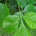 Ptelea trifoliata feuille P2A
